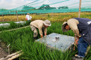 At the International Center for Tropical Agriculture in Colombia, researchers measure the greenhouse gas emissions of rice production. One of the goals of so-called "climate-smart agriculture" is to reduce greenhouse gas emissions from practices such as flooding rice fields, which increases the release of methane. The climate-smart agricultural movement also aims to strengthen global food security, improve resilience to climate change, and help 500 million small farmers adapt to more stressful growing conditions. (Photo credit: Neil Palmer/CIAT)