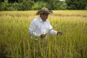 Cristo Perez, an agronomist at Fedearroz — the Colombian rice growers association — selects rice plants at La Victoria research center in the Cordoba region of northern Colombia. Fedearroz is working with a variety of Colombian and international organizations to develop so-called "climate-smart" agricultural techniques that protect farmers from the effects of global warming and improve crop yields, while also limiting greenhouse gas emissions. (Photo credit: EITAN ABRAMOVICH/AFP/Getty Images)